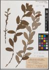 Foto von Salix cinerea L.